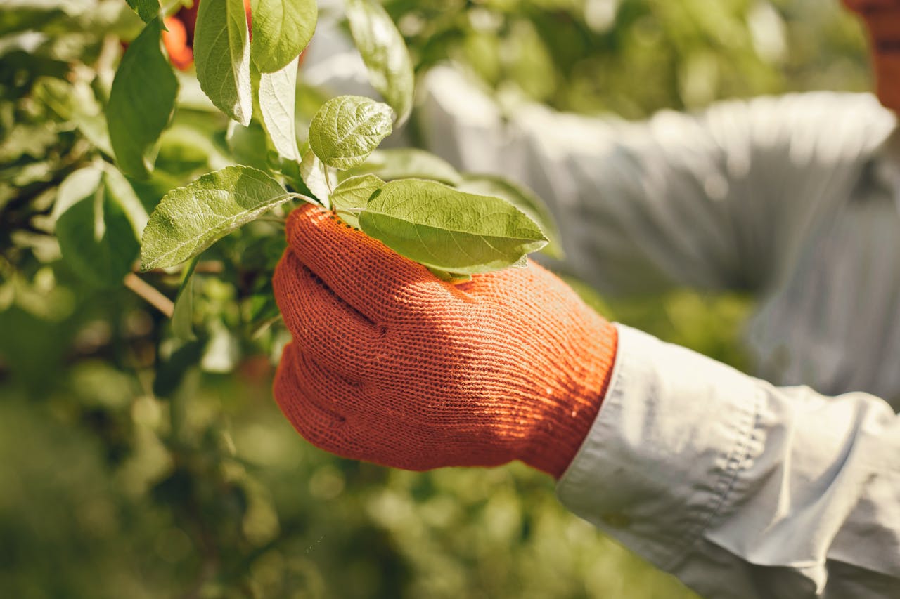 A gardener's hand wearing orange gloves picking leaves in a sunlit orchard.